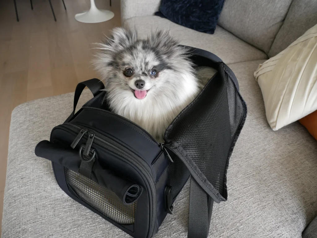 "Gray Away pet carrier with a small dog inside at an airport terminal."