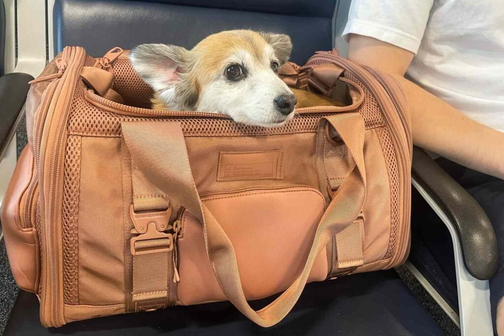 "Gray Away pet carrier with a small dog inside at an airport terminal."