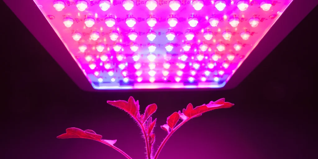 best lights for growing plants indoors with LED grow light over houseplants