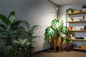 best lights for growing plants indoors with LED grow light over houseplants